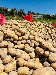 تصویر فروش سیب زمینی آگریا اردبیل گونی سیاه