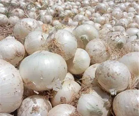 فروش پیاز سفید