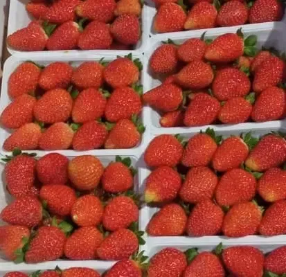 فروش توت فرنگی برای کیک