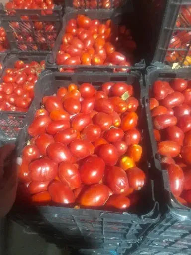 گوجه فرنگی فله کارخانه ای
